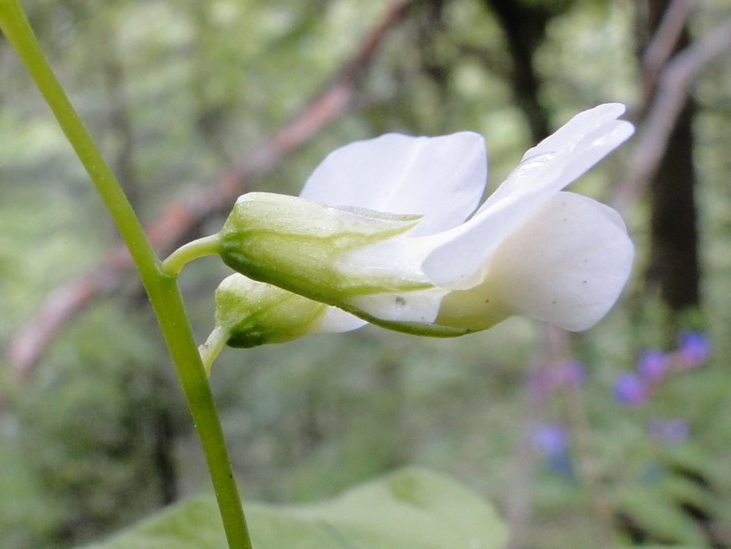 Lathyrus vernus bianco